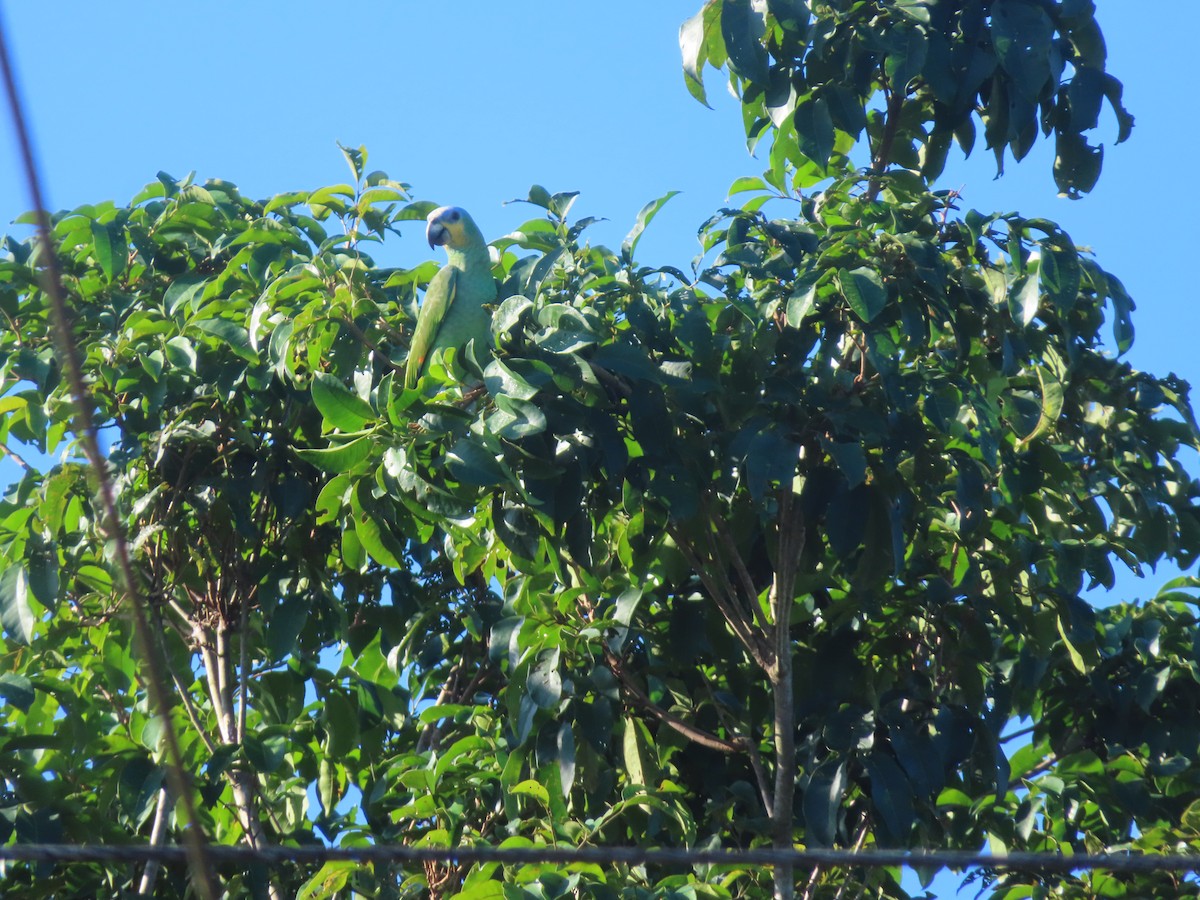 Orange-winged Parrot - ML519386041