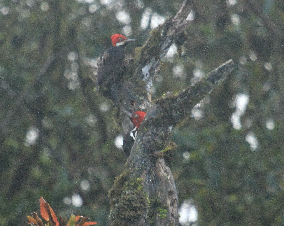 Guayaquil Woodpecker - ML519387061