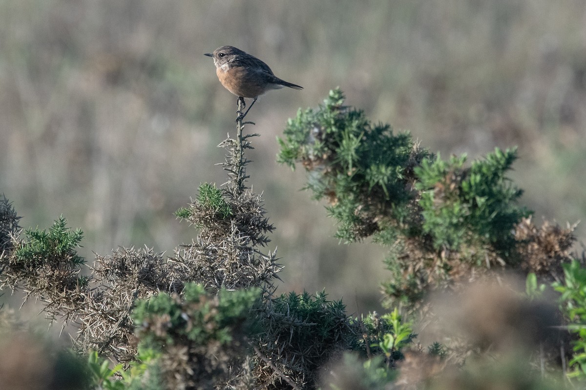 svartstrupe - ML519387131