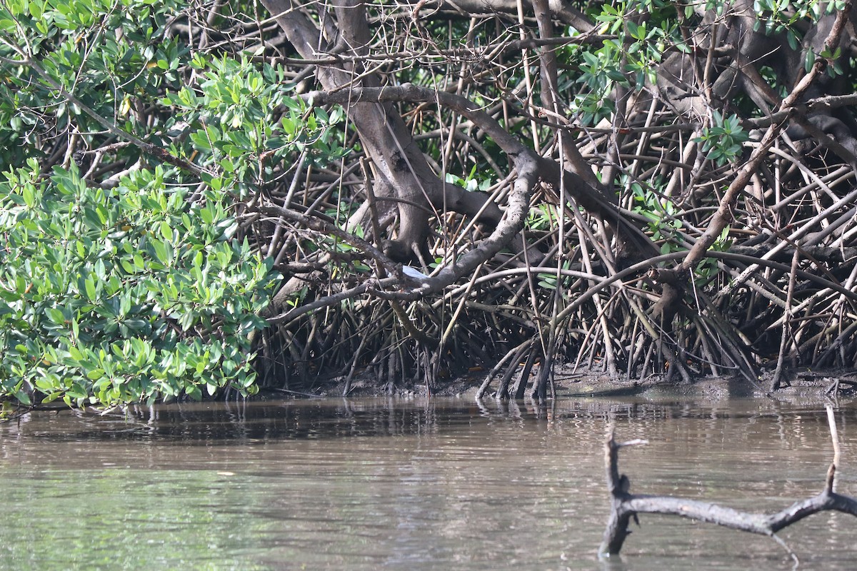 Little Blue Heron - ML519388531