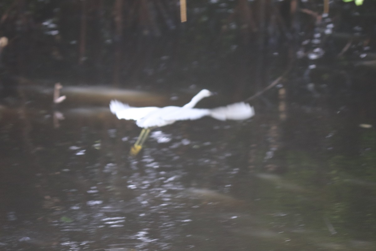 Snowy Egret - ML519388561