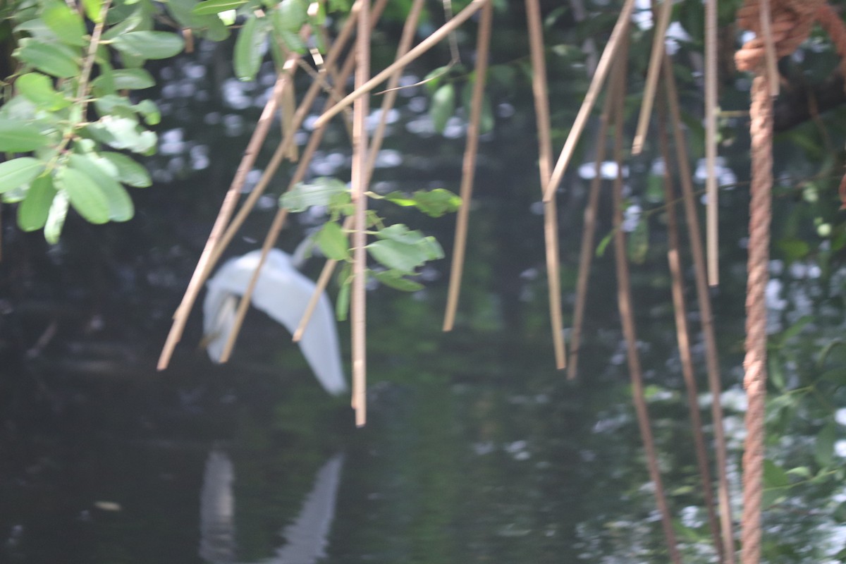 Snowy Egret - Kendon James