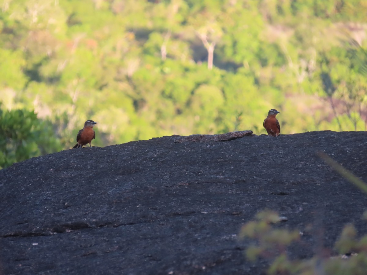 Cliff Flycatcher - ML519389751
