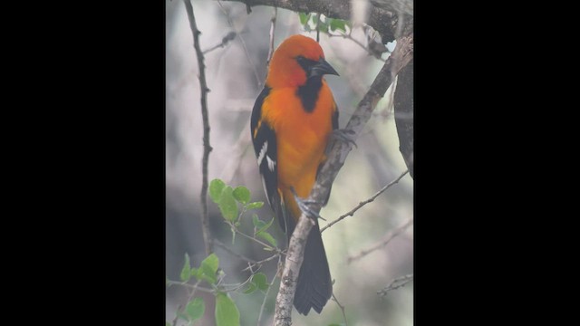 Oriole à gros bec - ML519390011