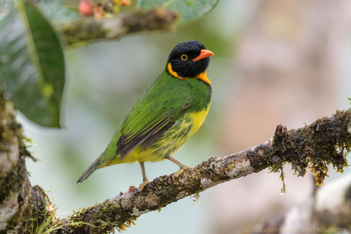 Orange-breasted Fruiteater - Guillermo Gomez Fernandez