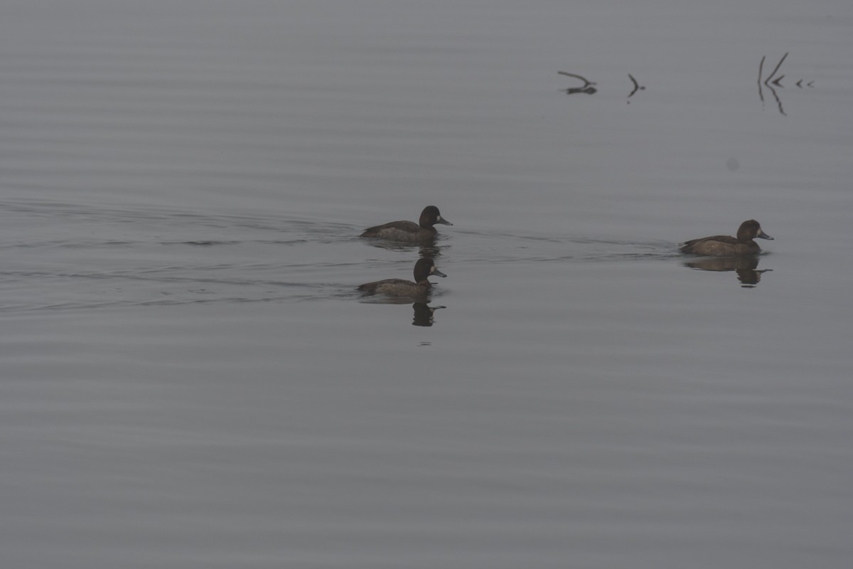 Greater Scaup - ML519390431