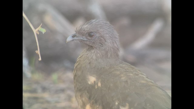 Chachalaca Norteña - ML519390901