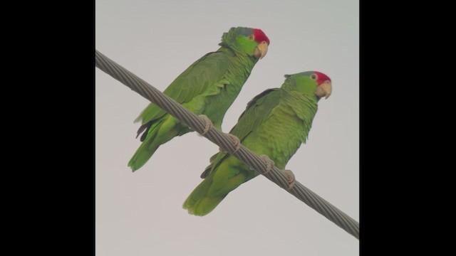 メキシコアカボウシインコ - ML519391851