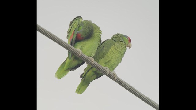 Red-crowned Amazon - ML519391861