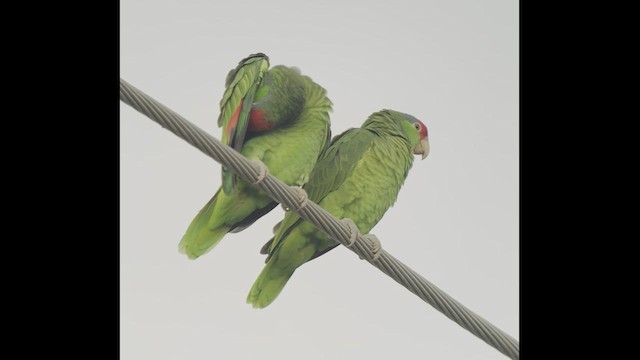 Red-crowned Parrot - ML519391861