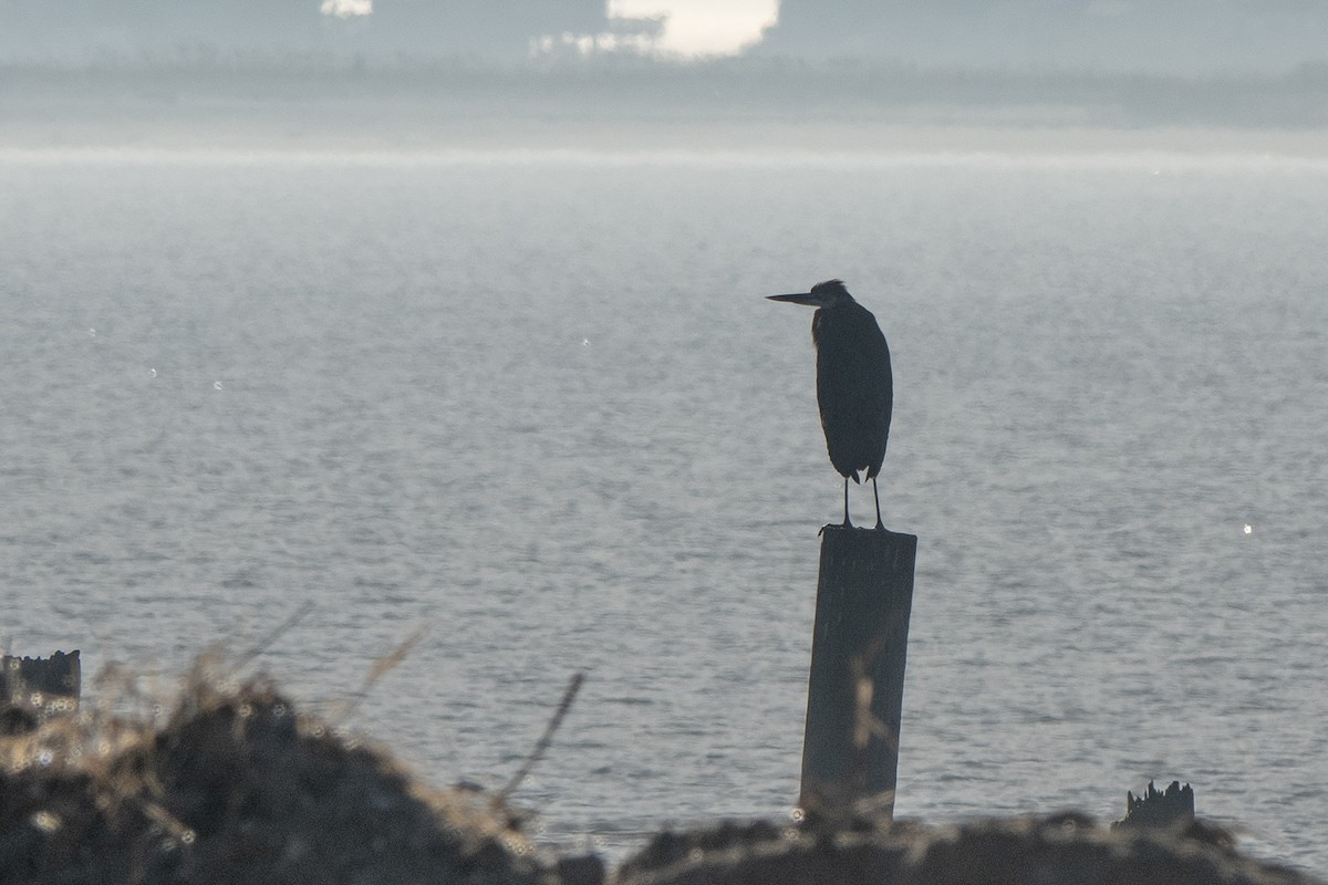 Great Blue Heron - ML519392381