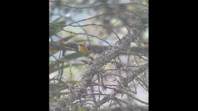 Yellow-headed Brushfinch - ML519393291