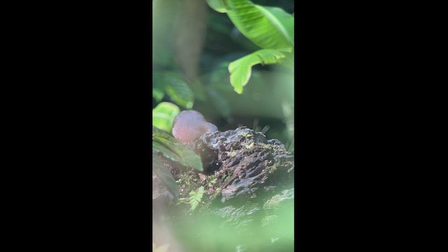 Tolima Dove - ML519394291