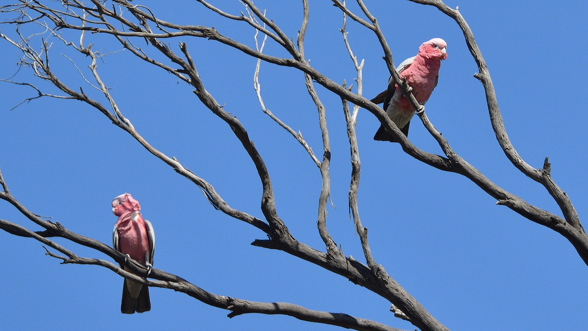 Galah - ML519394541