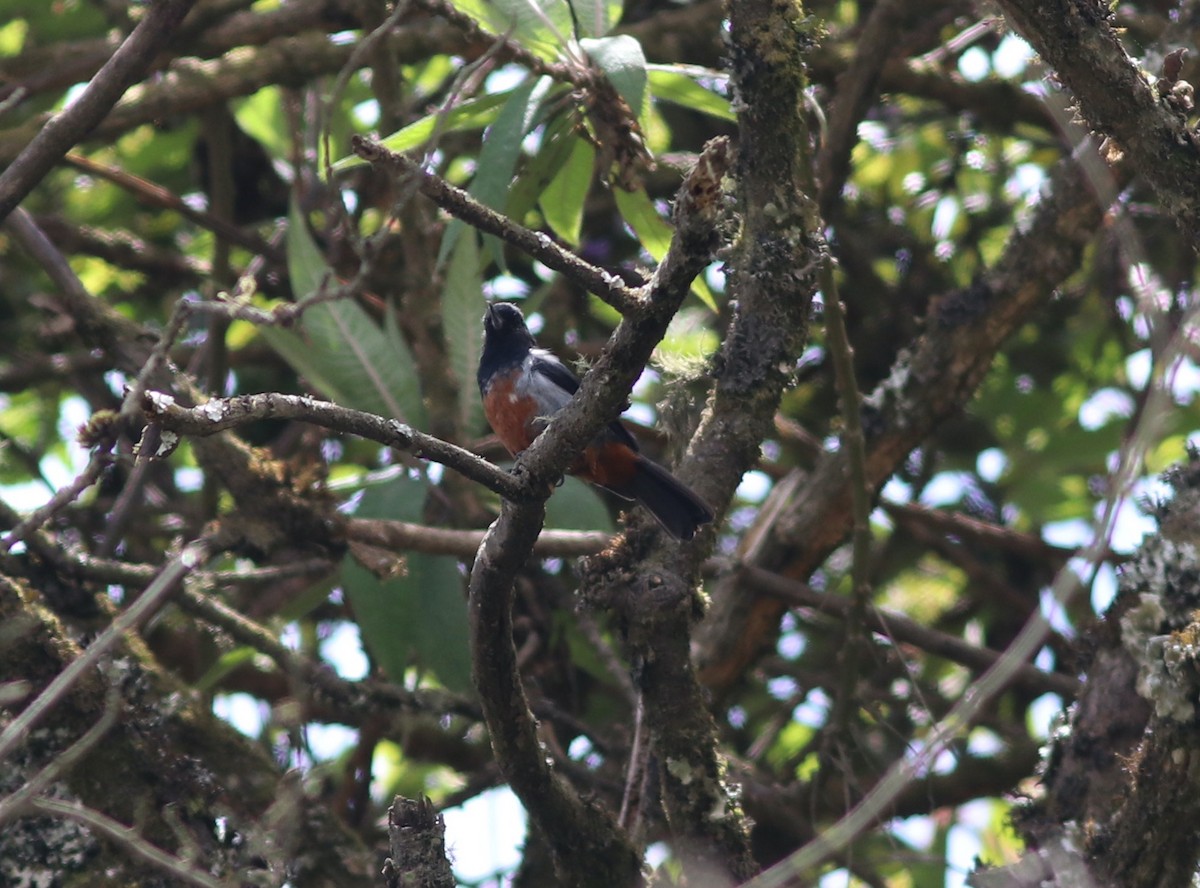 Black-throated x Gray-bellied Flowerpiercer (hybrid) - ML519396851