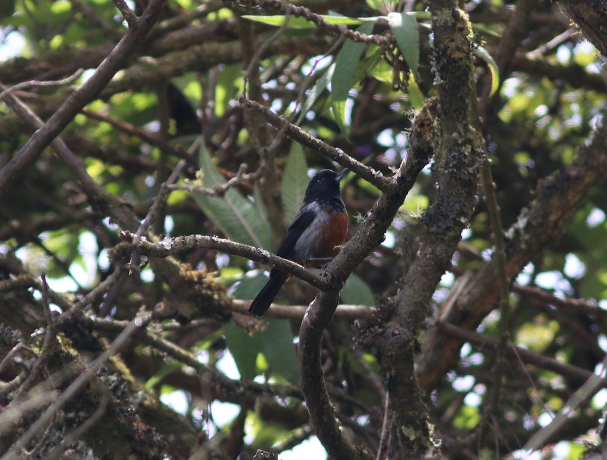 Black-throated x Gray-bellied Flowerpiercer (hybrid) - ML519397031