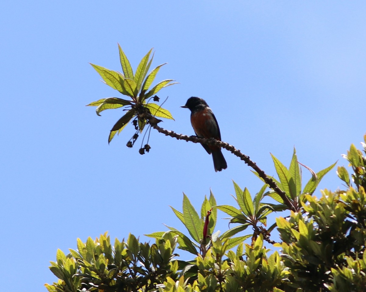 Black-throated x Gray-bellied Flowerpiercer (hybrid) - ML519397191