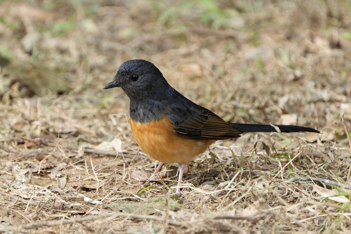 White-rumped Shama - ML519397581