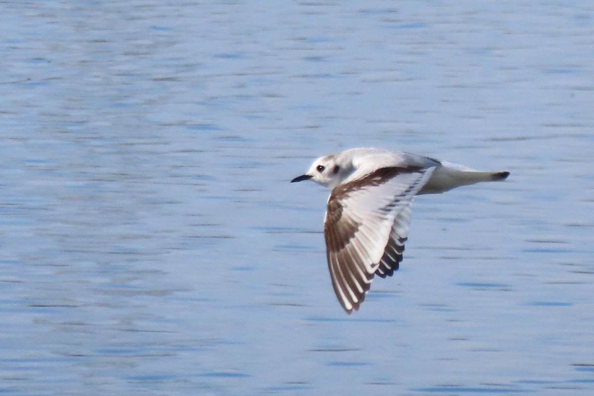 Little Gull - ML519397931