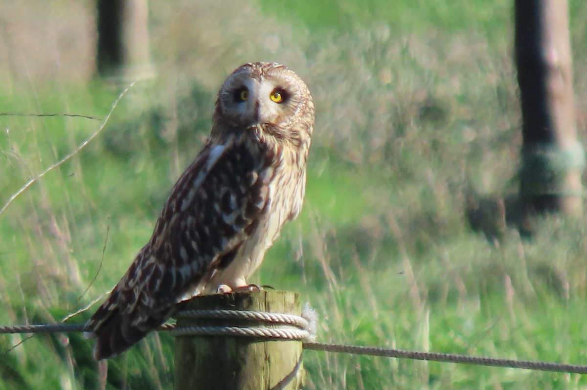 Short-eared Owl - ML519397971