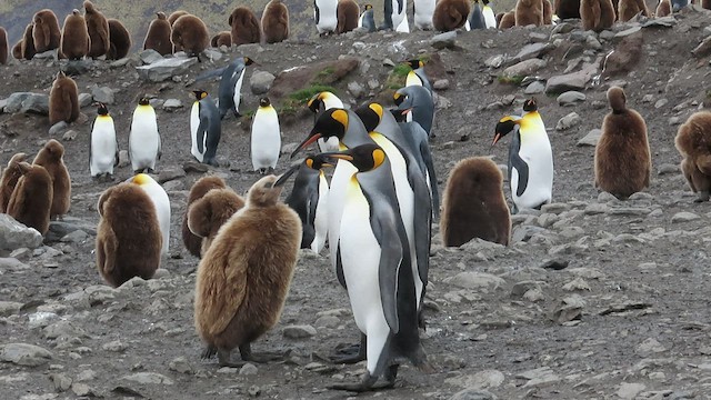 tučňák patagonský - ML519399051