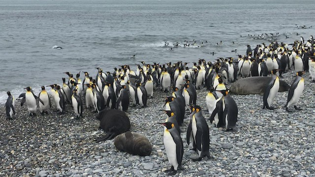 tučňák patagonský - ML519399191