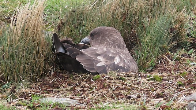 Brown Skua (Subantarctic) - ML519399301