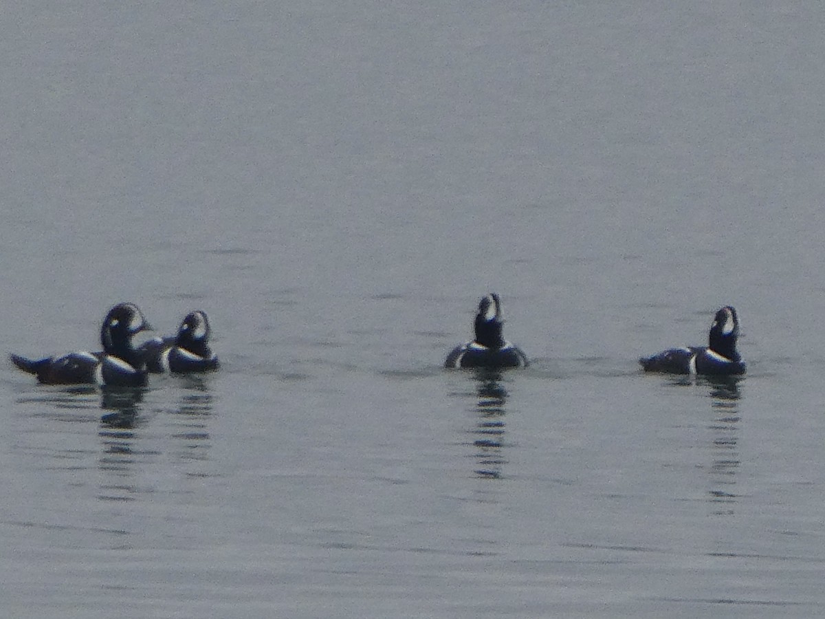 Harlequin Duck - ML519400871