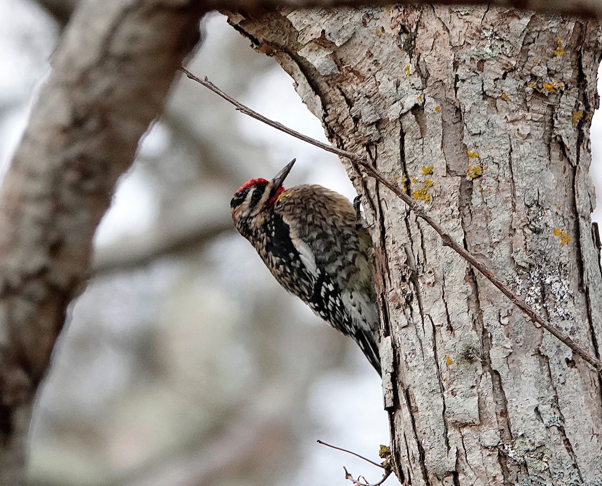 Yellow-bellied Sapsucker - Peter Fang/ Gloria Smith