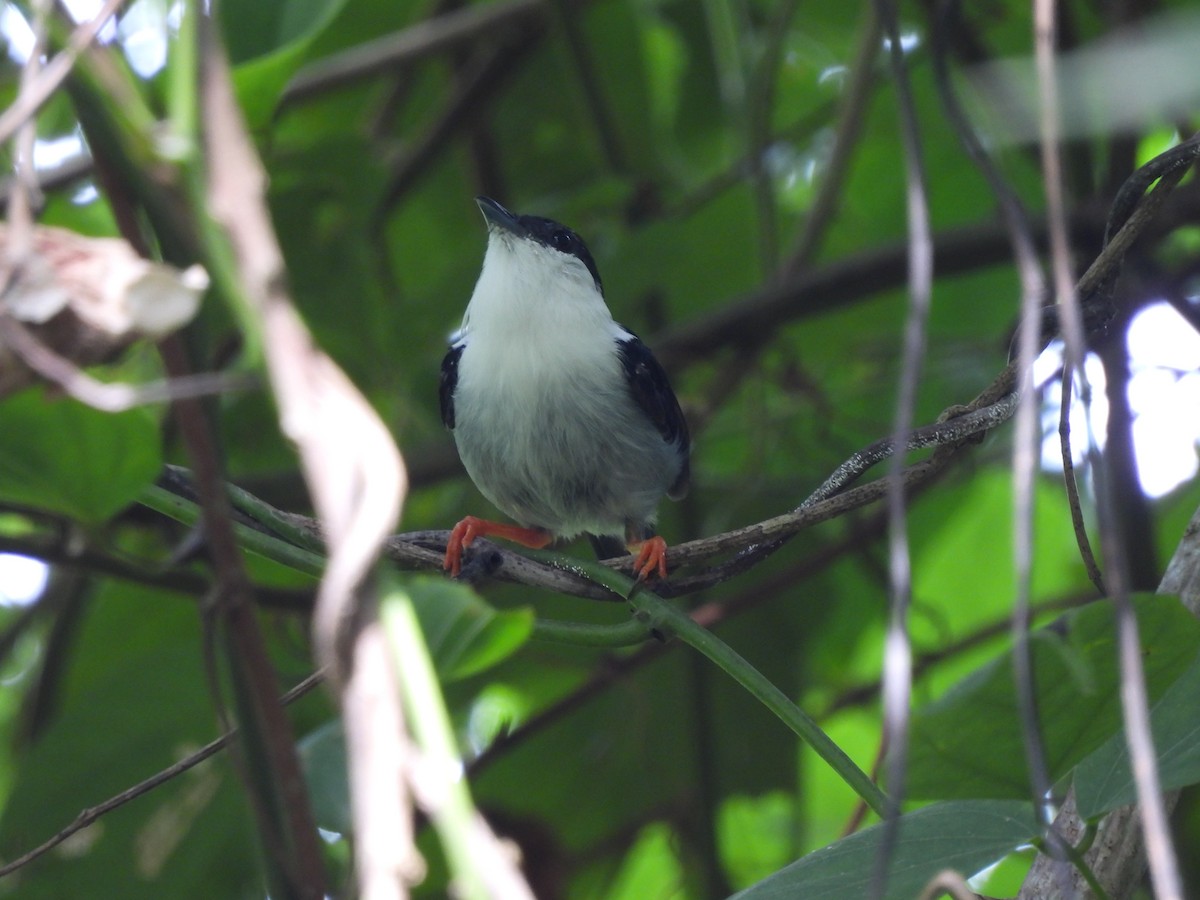 White-bearded Manakin - ML519401871