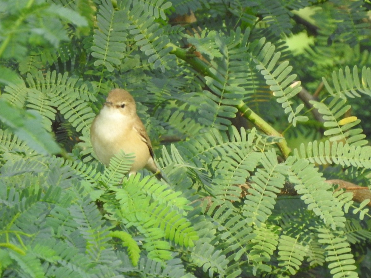 Common Chiffchaff - Hemraj Patil