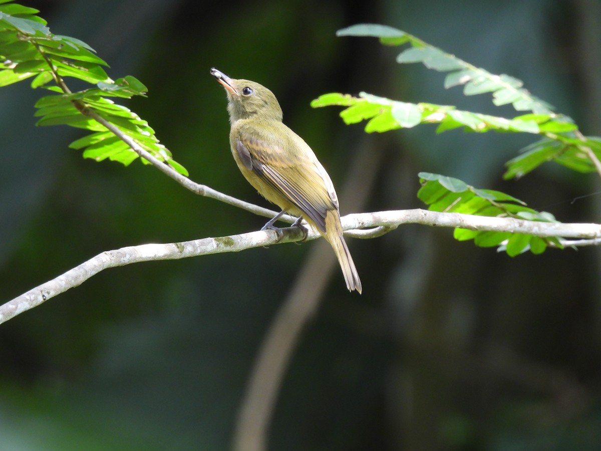 Ochre-bellied Flycatcher - ML519401981