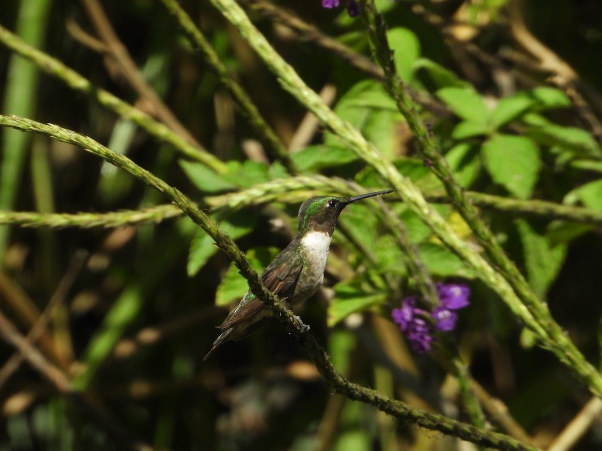 Colibri à gorge rubis - ML519402151