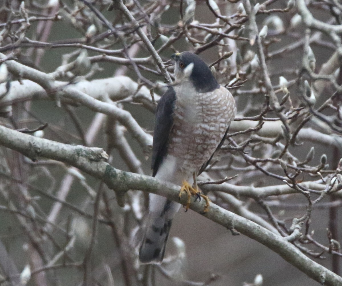 Sharp-shinned Hawk - ML519406211