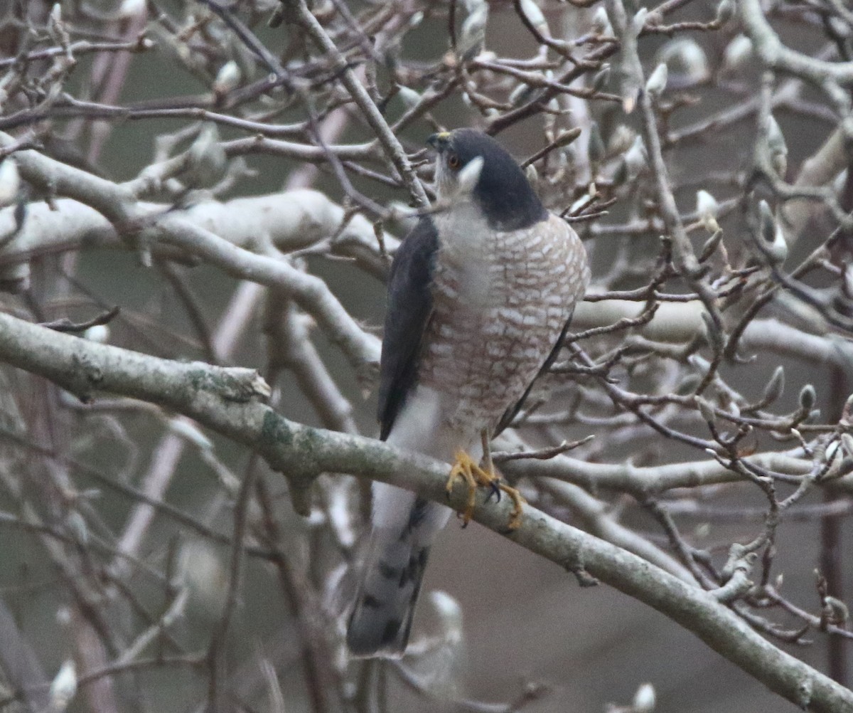 Sharp-shinned Hawk - ML519406211