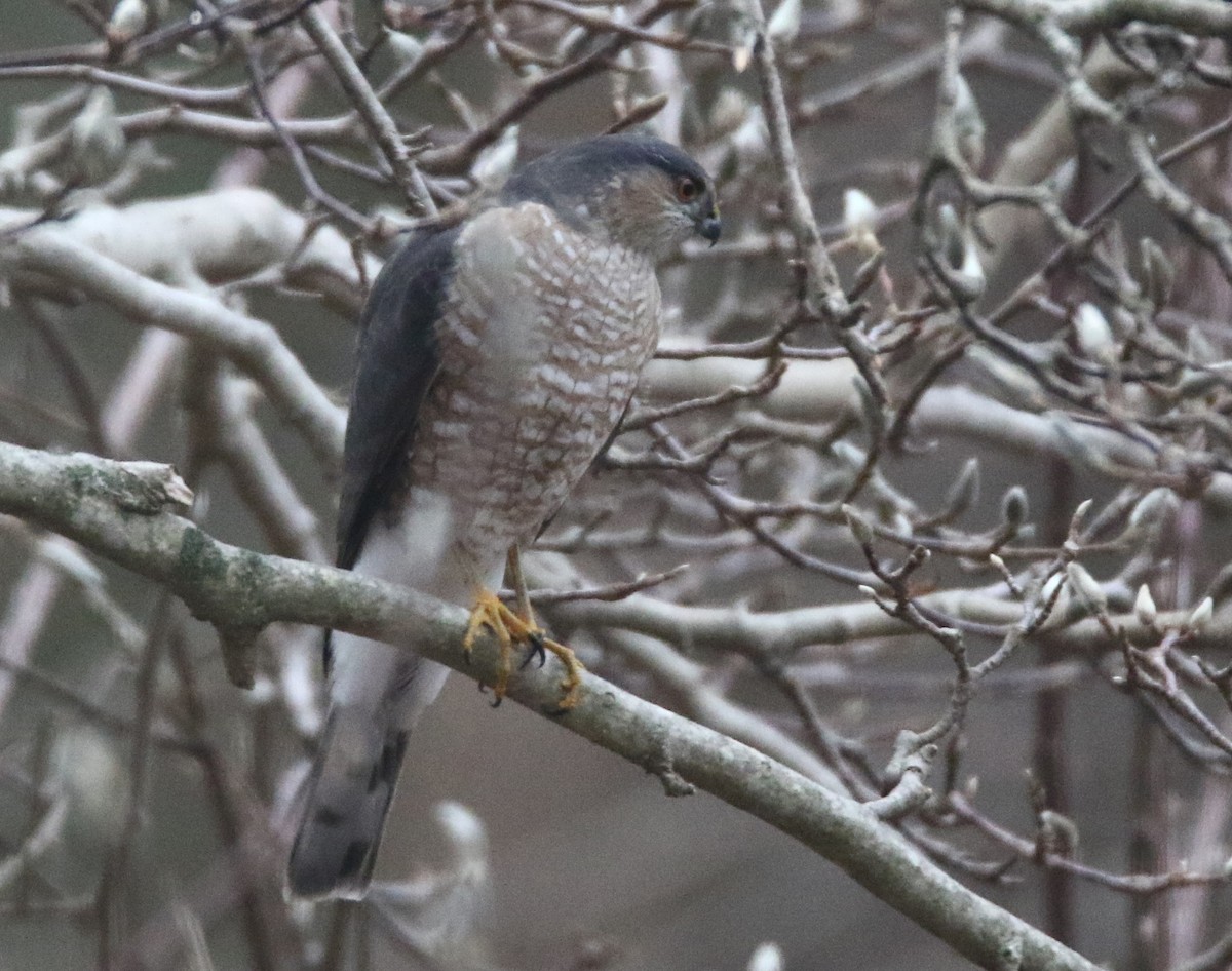 Sharp-shinned Hawk - ML519406261