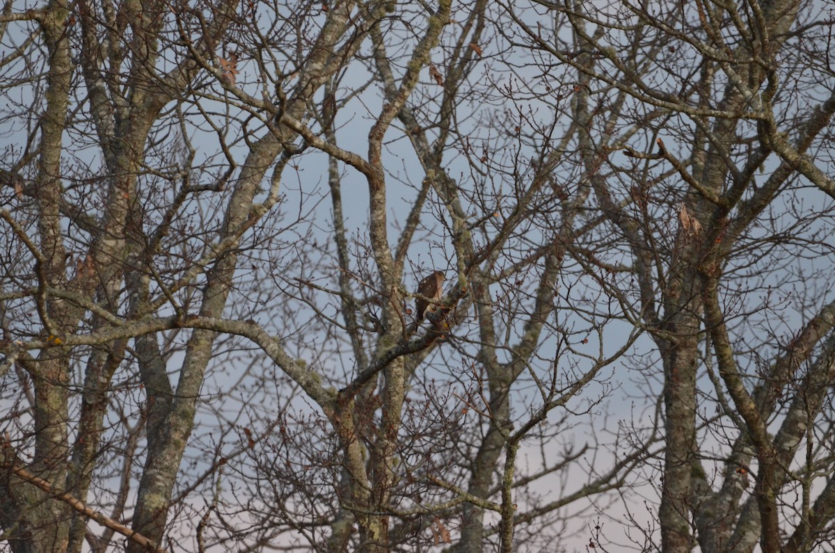 Sharp-shinned Hawk - ML519406861