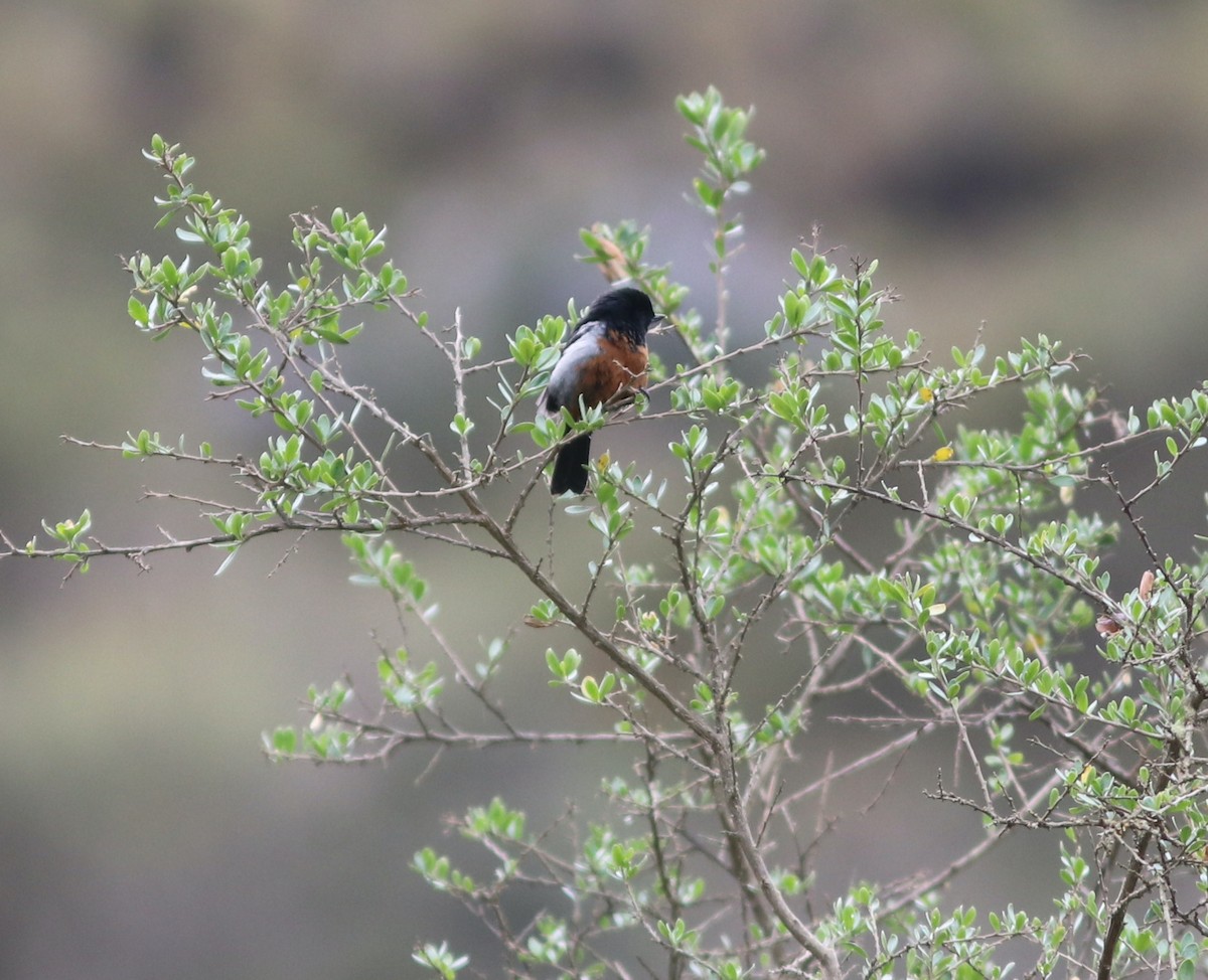 Black-throated x Gray-bellied Flowerpiercer (hybrid) - ML519408201