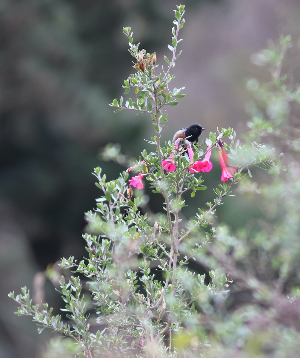 Black-throated x Gray-bellied Flowerpiercer (hybrid) - ML519408211