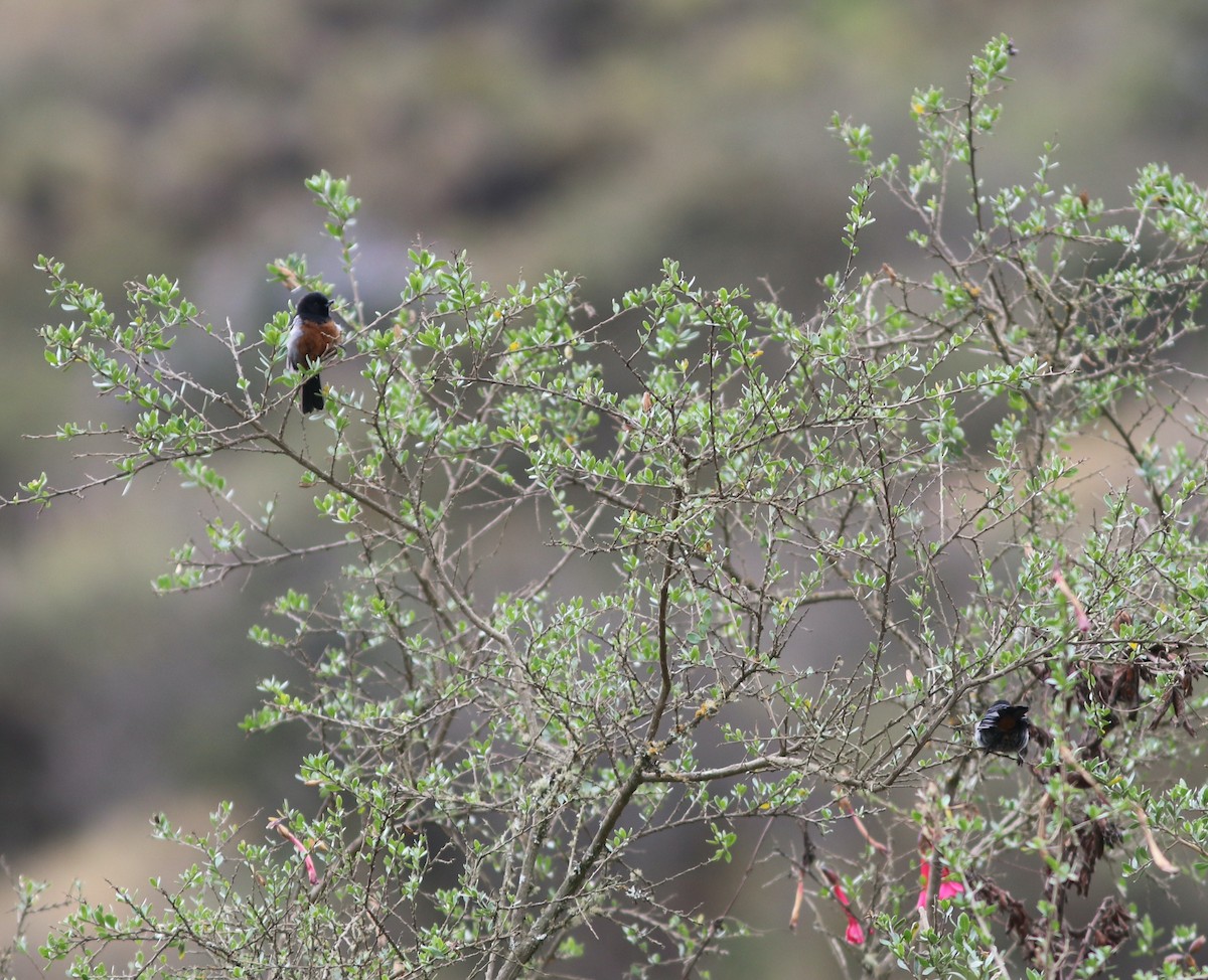 Black-throated x Gray-bellied Flowerpiercer (hybrid) - ML519408221