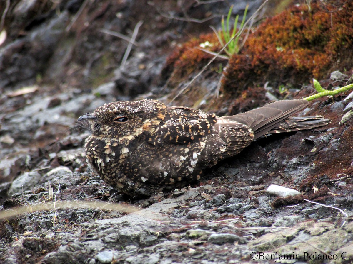 Lyre-tailed Nightjar - Benjamin Polanco