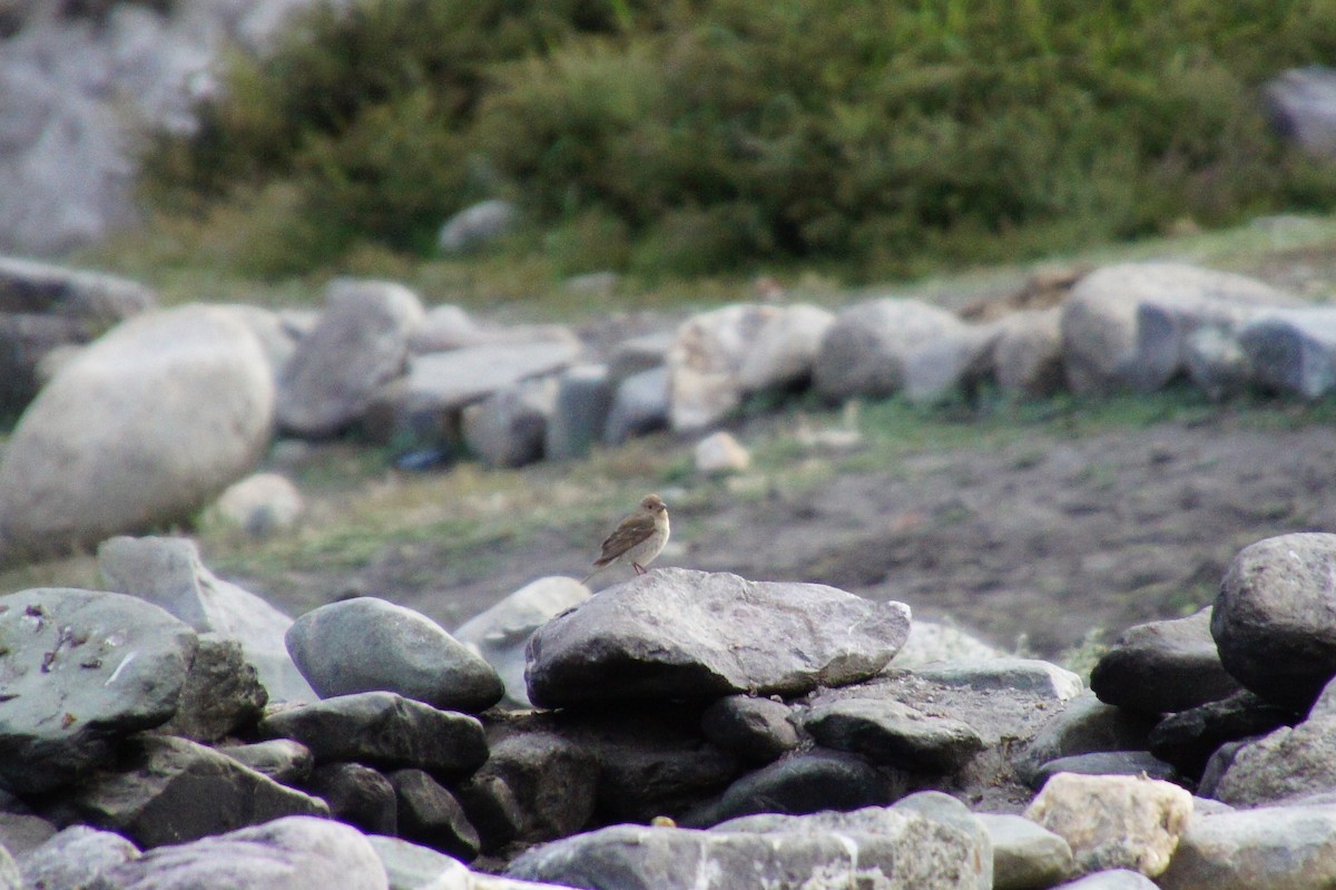 Fringillidae sp. - ML519409901