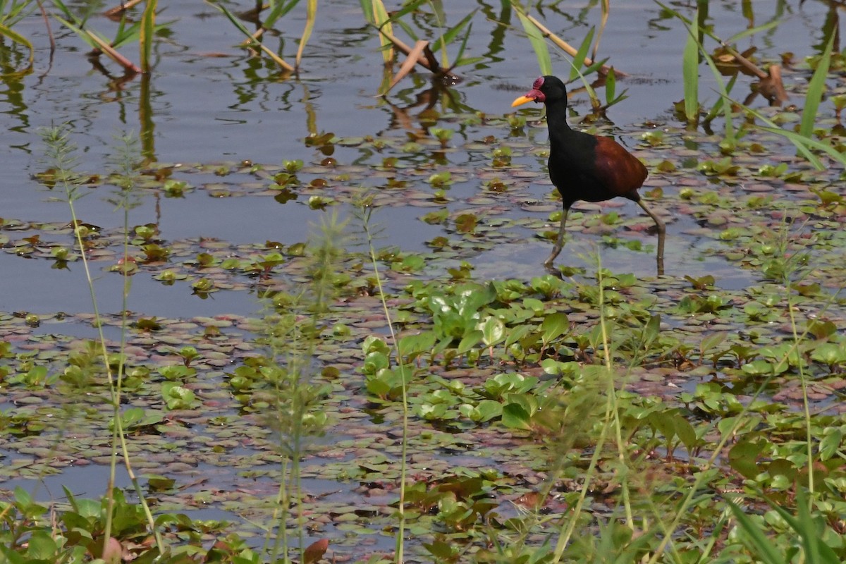 Wattled Jacana - Oliver Prioli