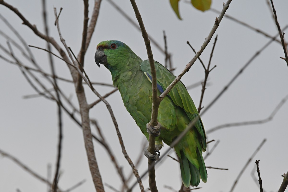 Festive Parrot - ML519410281