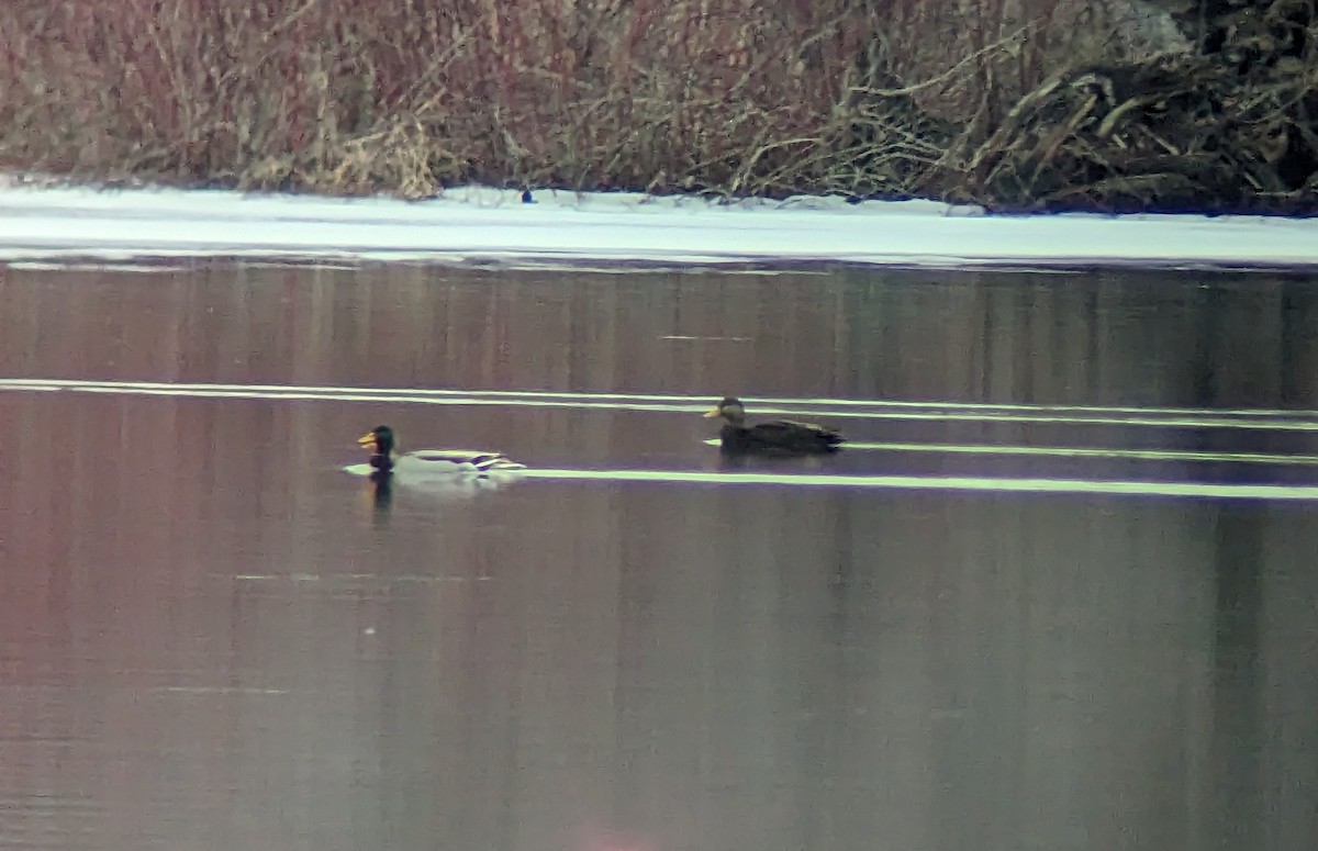 American Black Duck - ML519410601