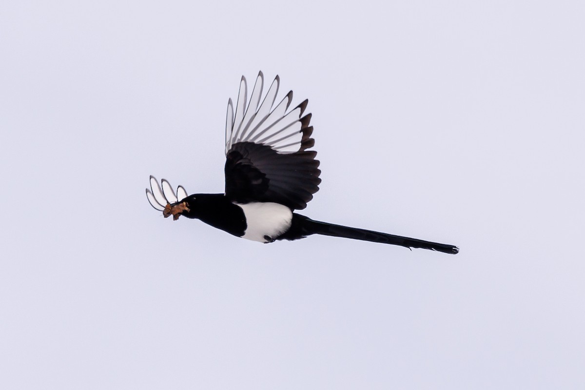 Black-billed Magpie - Henry Stiles