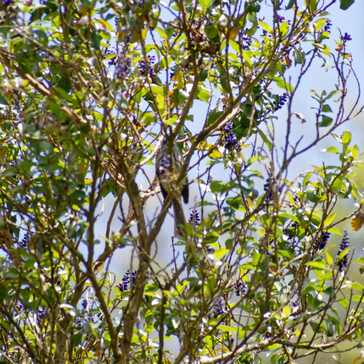 Tufted Tit-Tyrant - ML519415471