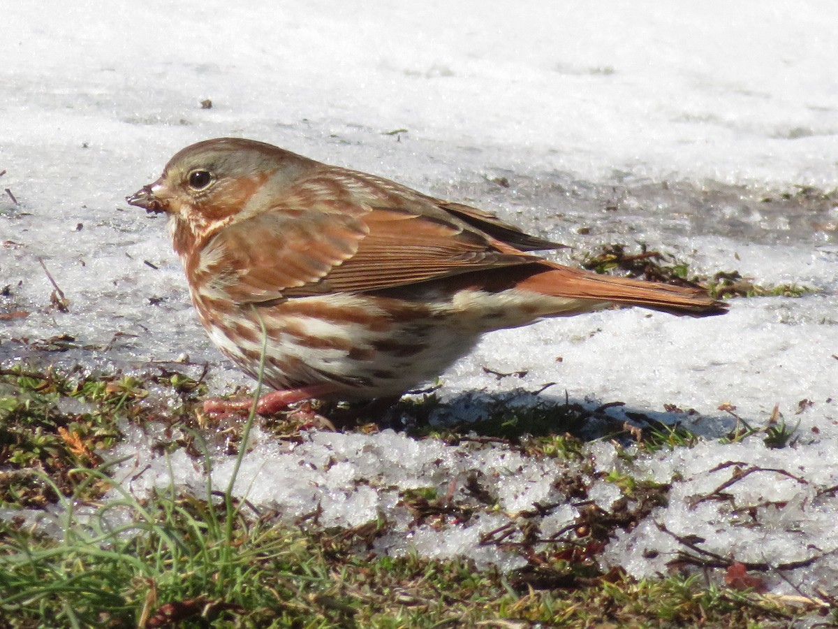 Fox Sparrow (Red) - ML51941551