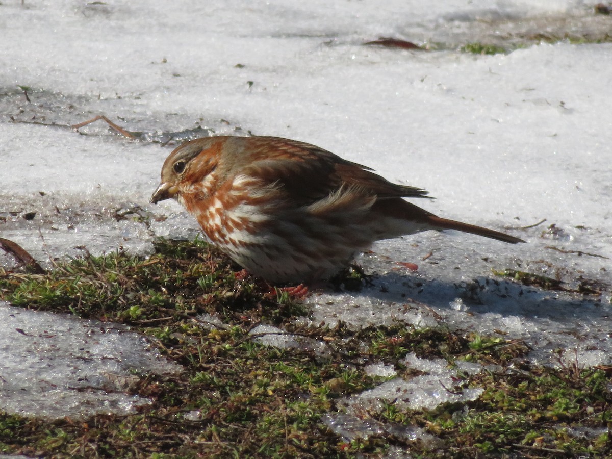 Fox Sparrow (Red) - ML51941571