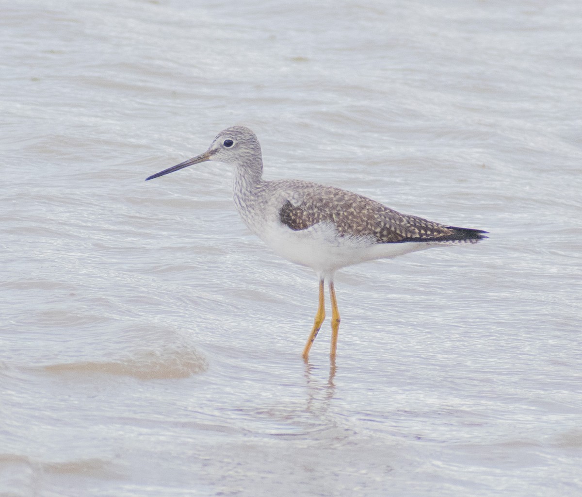 Greater Yellowlegs - ML519416531